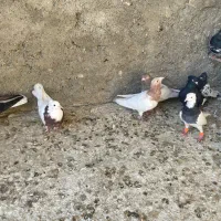 بیست پنج تا کفتر|پرنده|شیروان (خراسان), |دیوار