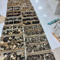 جوجه پنج روزه محلی. اردک . جوجه رنگی تخم نطفه دار|حیوانات مزرعه|نورآباد ممسنی, |دیوار