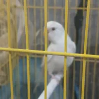 مرغ عشق نر هلندی سفید|پرنده|اهواز, دغاغله|دیوار