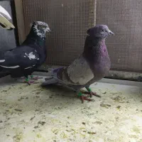 پرنده|پرنده|کرمانشاه, |دیوار