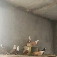 7جوانه کبوتر کربلایی زرد کاکلی بدون کاکل