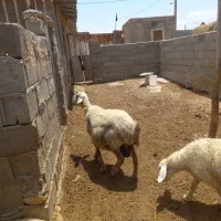 بره ماده