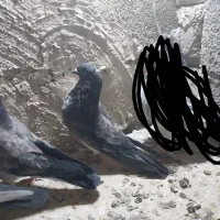 کبوتر رفته