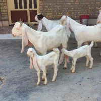 بز گلابی