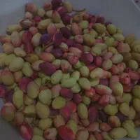 پسته