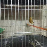 دوعدد قناری نره مست شلاقی بخون سفت