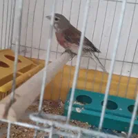 سهره سینه گلی|پرنده|رشت, رودبارتان|دیوار