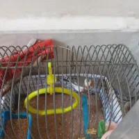 فنج نر|پرنده|تهران, بهداشت|دیوار