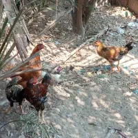 مرغ وخروس محلی