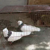 فروش کبوتر|پرنده|رشت, نظری|دیوار