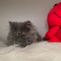 گربه ی پرشین بلو سوپر فلت دختر ۲/۵ ماهه|گربه|تبریز, |دیوار