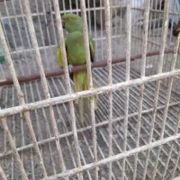 طوطی فقط فروشی