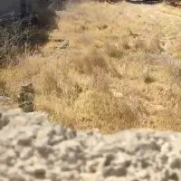 اجاره ۶۰۰متر  مصالح ساختمانی و غیره  (ابسرد )