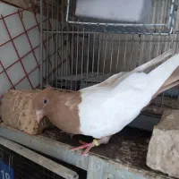 سینه ای زرد نر|پرنده|کرج, مطهری|دیوار