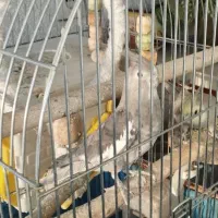 جفت مولد عروس هلندی|پرنده|تهران, افسریه شمالی|دیوار