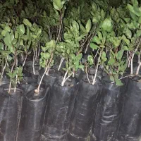 پسته پاکت دوکیلو