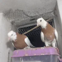 طوقی ۶ دانگ