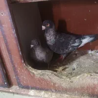 کفتر جفتگا وجوجه ونربدون جفت