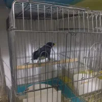 مرغ مینا.رام|پرنده|هشتگرد, شهرک گلها|دیوار