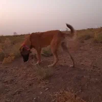 سگ دو رگ|سگ|آران و بیدگل, |دیوار