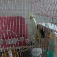 عروس هلندی|پرنده|رشت, پیرکلاچای|دیوار