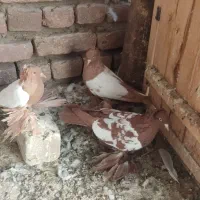 کفتر ساری کوینح|پرنده|تبریز, |دیوار