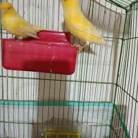 قناری جفت|پرنده|بندرعباس, |دیوار