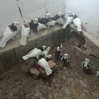 کفتر طوقی فروشی|پرنده|مشهد, استاد یوسفی (شهرک غرب)|دیوار