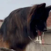 سگ ژرمن ماده موبلند اصل