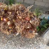 فسیل کلوته|گل و گیاه طبیعی|کهنوج, |دیوار