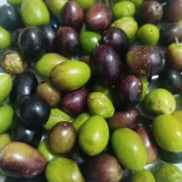 زیتون درجه یک روغنی
