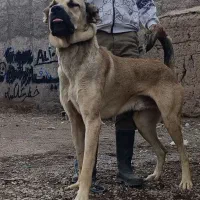 واگذاری چند قلاده سگ سرابی