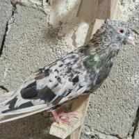 کبوتر|پرنده|اهرم, |دیوار