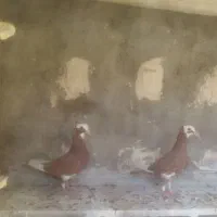 دوتا گلی پلنگ جنگ نرماده نوق ارسالم دارم