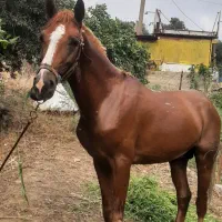 نریون و مادیون کرد