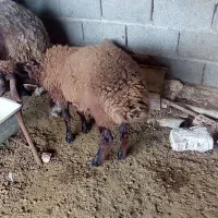 بره ماده
