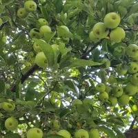 فروش 60 تن سیب 100%100 ارگانیک داخل سردخانه|خوردنی و آشامیدنی|تبریز, |دیوار