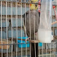 عروس پارس تمیز سرحال درحال جفت گیری هستند|پرنده|اهواز, فرهنگ شهر|دیوار