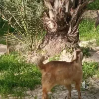 3راس کهره نر و1راس کهره ماده به فروش می‌رسد 70تومن