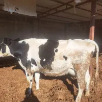 گاو|حیوانات مزرعه|شیروان (خراسان), |دیوار