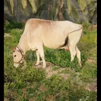 سلام گاودورگ