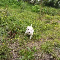 اشپیتز عروسکی