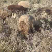 2راس میش چاق و آبستن|حیوانات مزرعه|فراشبند, |دیوار