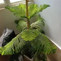 دو عدد درخت کاج سالم و تمیز