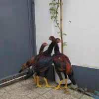 جوجه مرغ خروس