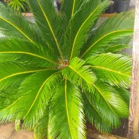 گل سیکاس بزرگ|گل و گیاه طبیعی|رشت, کوی یخ|دیوار