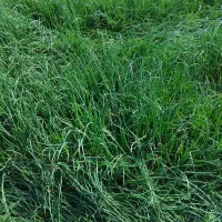 پیاز|گل و گیاه طبیعی|رودخانه, |دیوار