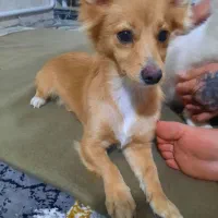 روباهی، خرسی روباهی  و شیتزو تریر