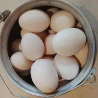 فروش‌کله‌باری‌وکله‌خروس‌محلی‌اصل