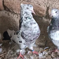 کبوتر|پرنده|خاوران, |دیوار